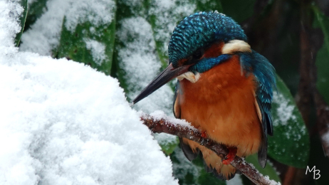 Marian Buurman - wachten op n visje. - 26.1.5;januari;winter;sneeuw;winter;wit;paleispark;vogel;jagen;prooi;